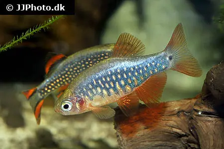 Danio erythromicron