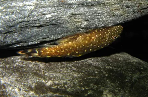 Gastromyzon scitulus