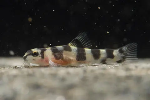 Sewellia sp. 'SEW01'