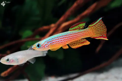 五线旗鮰