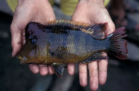 'Geophagus' pellegrini