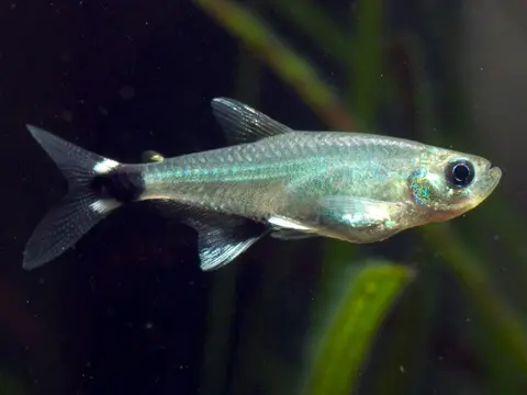 Aphyocharax nattereri