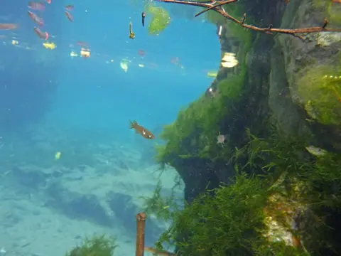 Oryzias eversi
