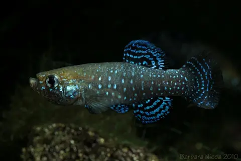 长颏秘鮰