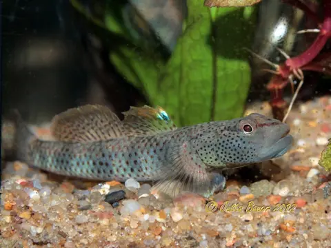 Rhinogobius chiengmaiensis