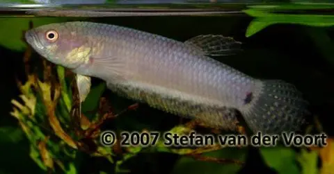 Betta pallifina
