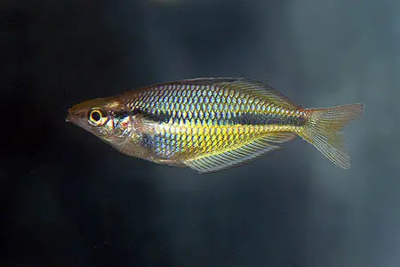 三带虹银汉鱼