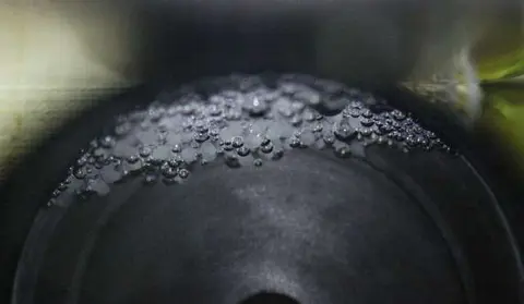 副棘鲷