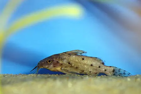 纹鳍歧须鮠