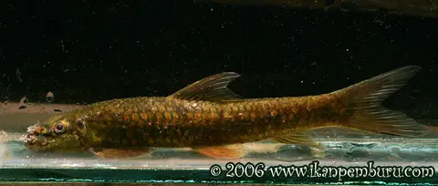 Garra rotundinasus