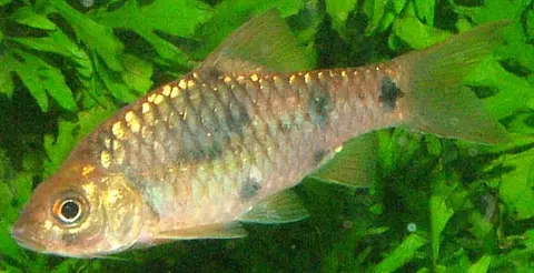 Barbodes banksi