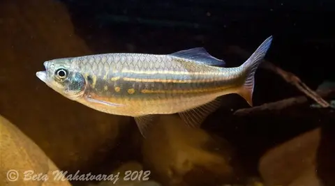 Devario assamensis
