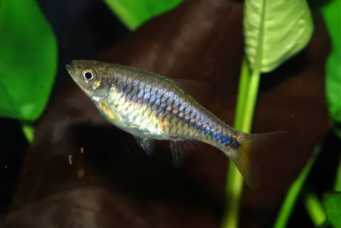 Rasbora lacrimula