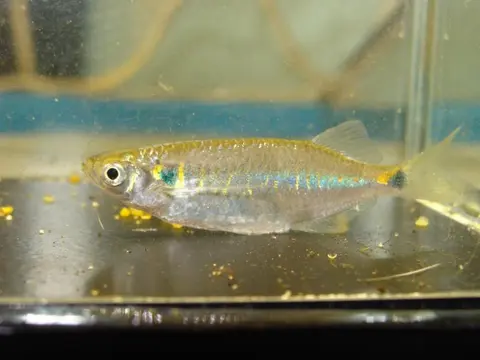 翼元宝鳊