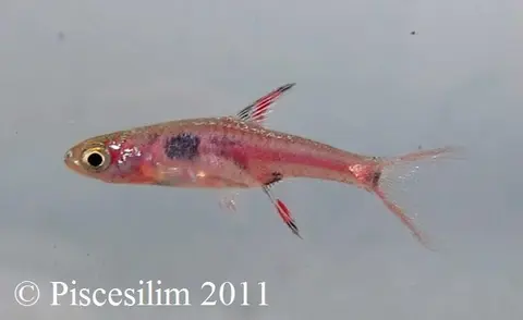 斑纹泰波鱼
