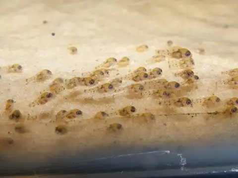 凤尾短鲷