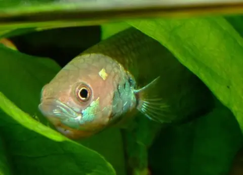 Betta pallifina