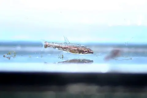 微铅笔鱼