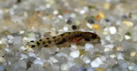 Sewellia speciosa