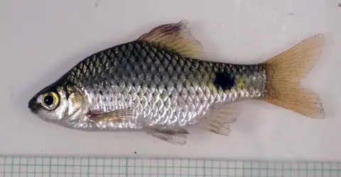 玫瑰鲫
