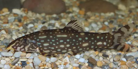 Botia kubotai