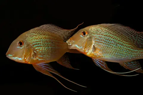 Geophagus altifrons