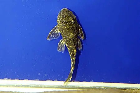 Hemiancistrus guahiborum