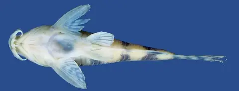 Scleromystax salmacis