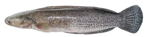 Channa diplogramma