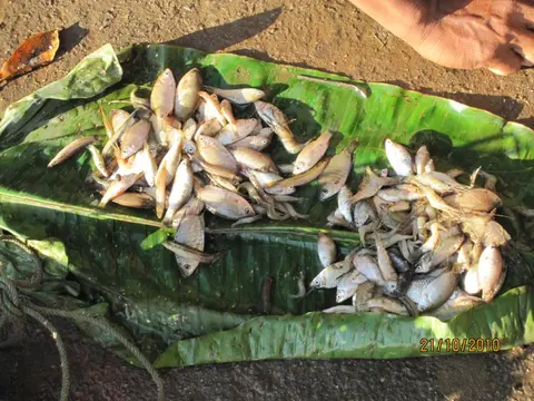 突吻沙鳅