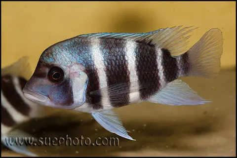 Cyphotilapia gibberosa