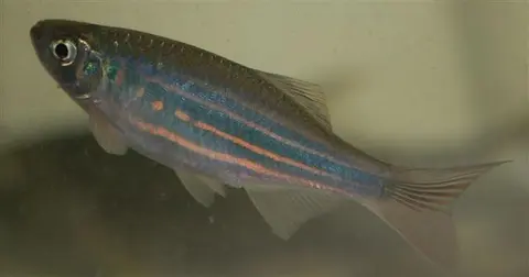 Devario assamensis