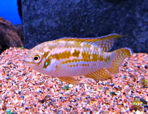 Laetacara araguaiae