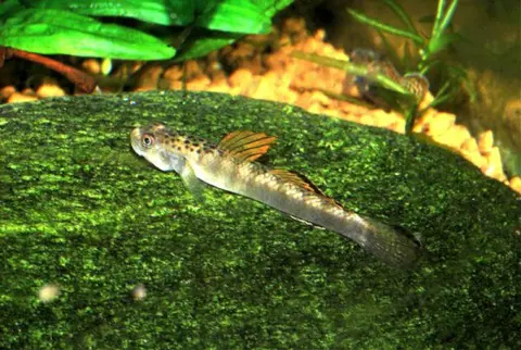 Stiphodon maculidorsalis