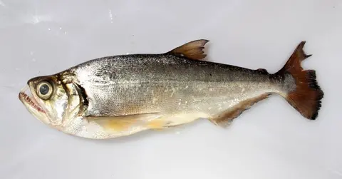 Hydrolycus tatauaia