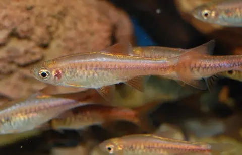 Rasbora vulcanus