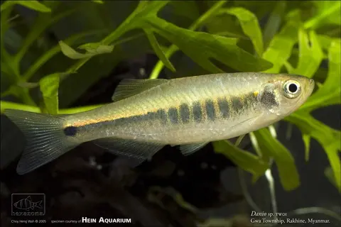 Danio sp. 'TW01'