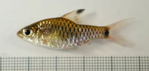 Oreichthys sp. 'Myanmar Redfin'