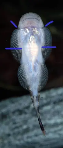 Gastromyzon aeroides
