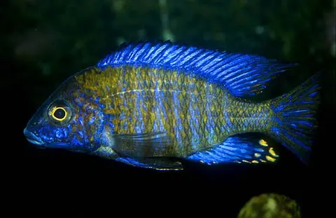 Aulonocara ethelwynnae