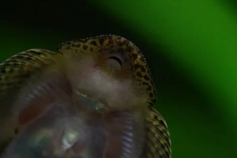 Sewellia albisuera