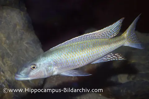 Champsochromis spilorhynchus