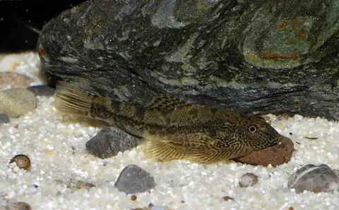 Sewellia sp. 'SEW02'