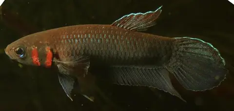 Betta mandor