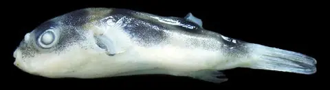 Colomesus tocantinensis