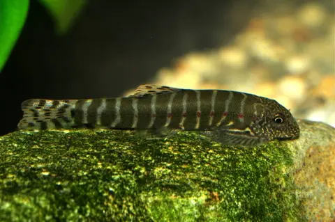 Erromyzon sp. 'ER02'