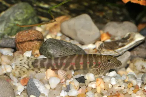 Erromyzon sp. 'ER02'