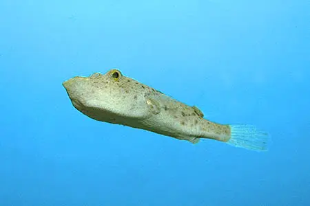 小尾鲀