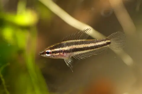 Parosphromenus sp. 'Sentang'
