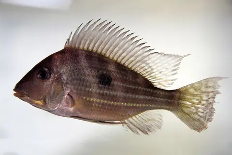 Geophagus winemilleri